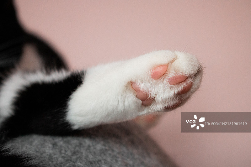 黑白猫的爪子的特写照片图片素材