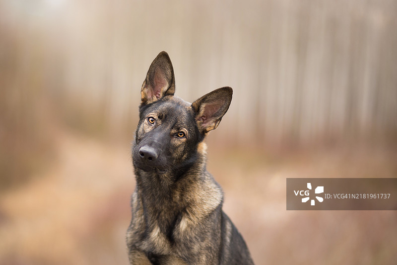 纯种牧羊犬的肖像图片素材