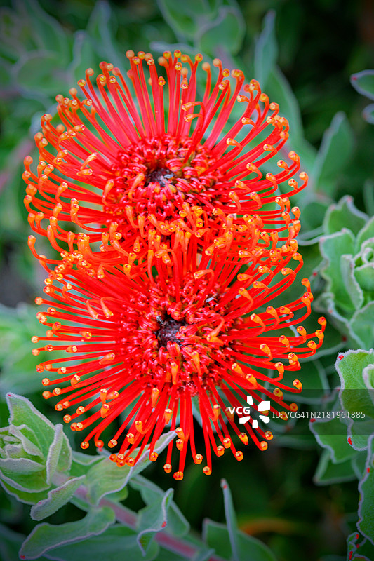红色花朵特写，旧金山，加利福尼亚州，美国图片素材