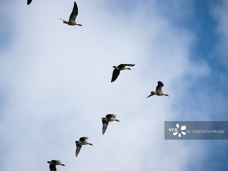 粉脚鹅在蓝天中飞翔图片素材
