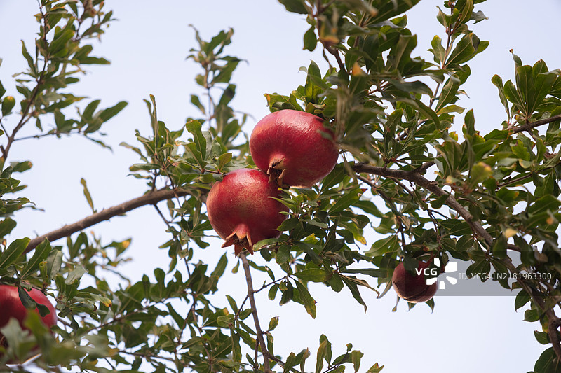 低角度视图的苹果在树上生长，背景是天空图片素材