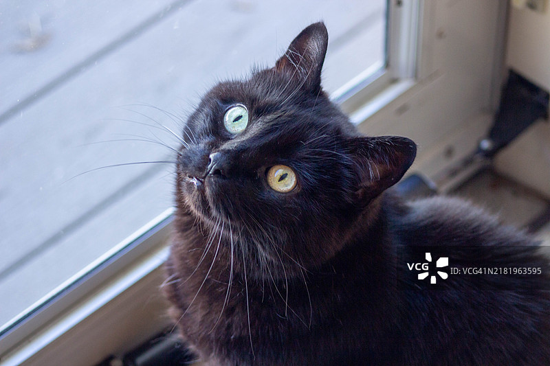黑猫特写，康涅狄格州，美国图片素材