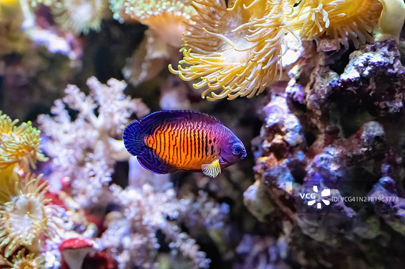 双刺天使鱼，学名Centropyge bispinosa，生长在5到50米的深度。图片素材