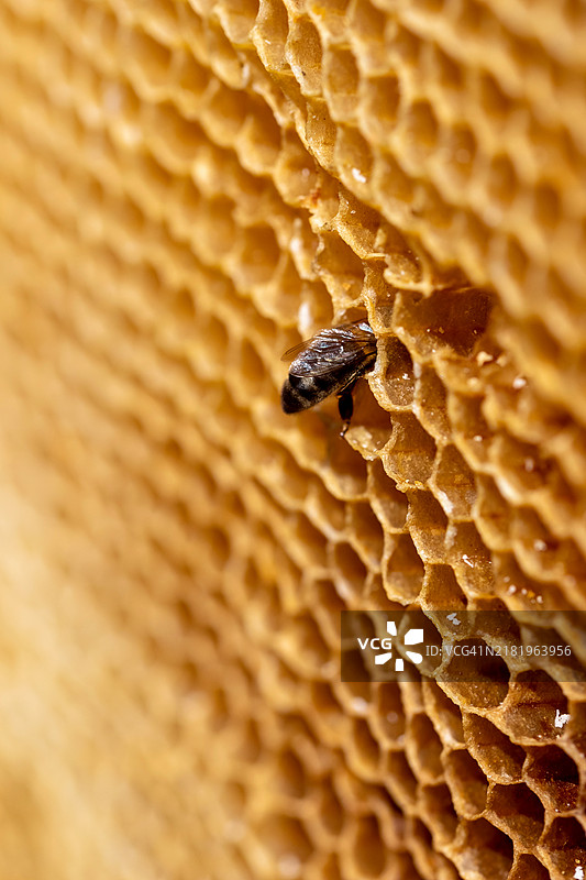 蜜蜂在蜡巢中舔蜜糖图片素材
