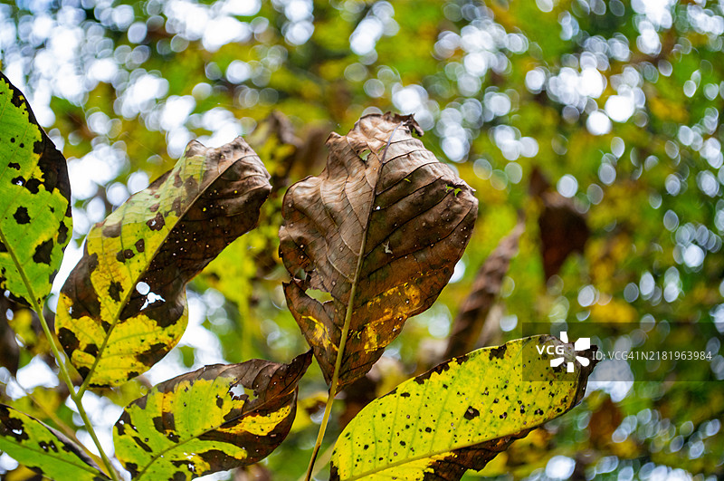 树叶特写图片素材