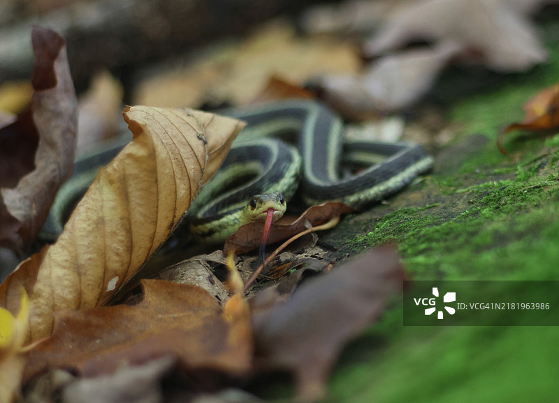 近距离拍摄的常见束带蛇在叶子上图片素材