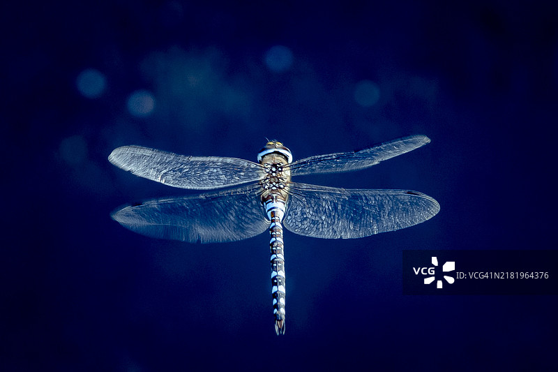 蓝色背景上的豆娘特写图片素材