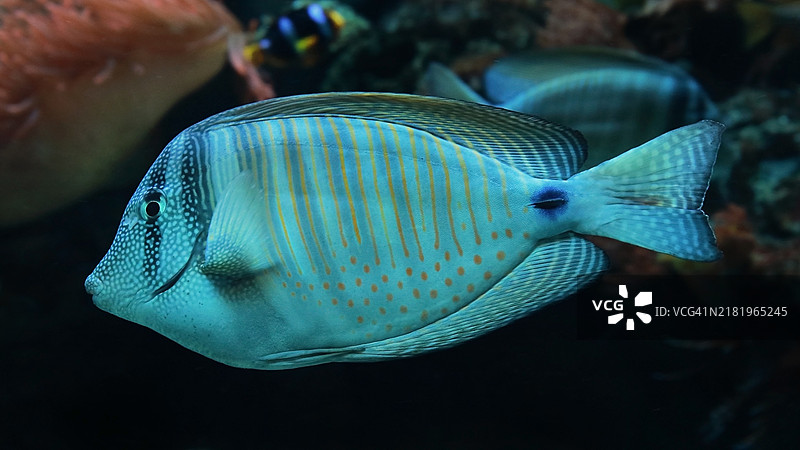 热带鹦嘴鱼在海底游泳的特写镜头图片素材