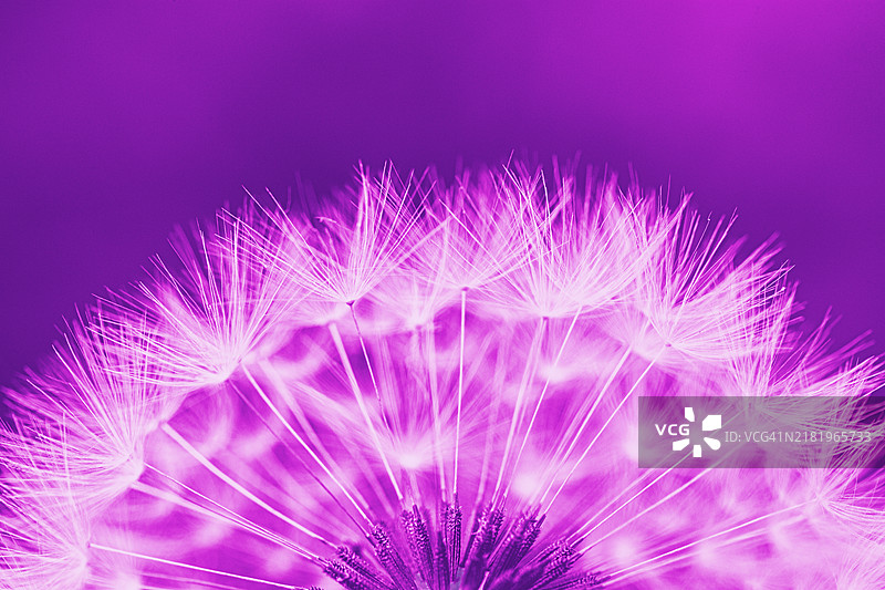 紫色蒲公英种子图片素材