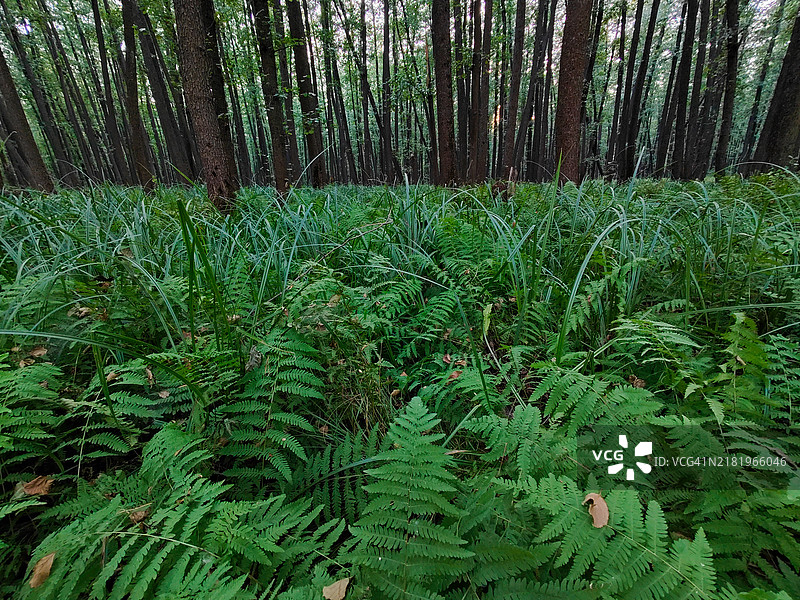 森林的美丽景色图片素材