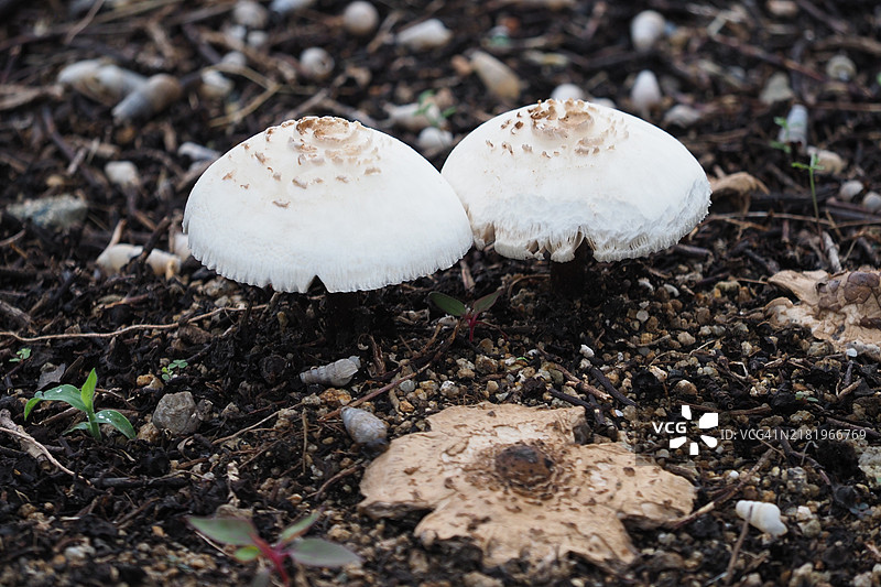 日本田野上生长的蘑菇特写图片素材