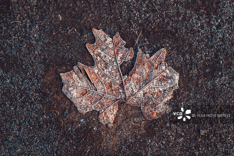 寒冷冬晨地面上的冰冻秋叶图片素材