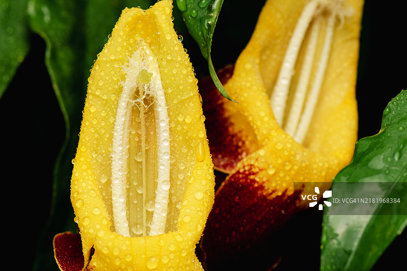 湿润的黄色花朵特写，澳大利亚图片素材