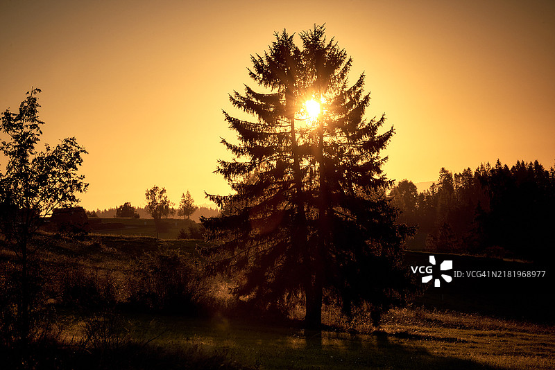 日落时分，树木的剪影映衬在天空中图片素材