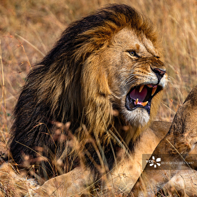 愤怒的狮子肖像在野外图片素材