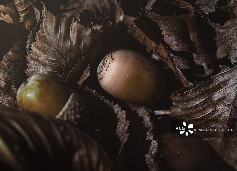 干叶子上的橡果特写图片素材