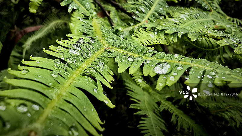 湿润叶子的特写，蓝山市议会，新南威尔士州，澳大利亚图片素材