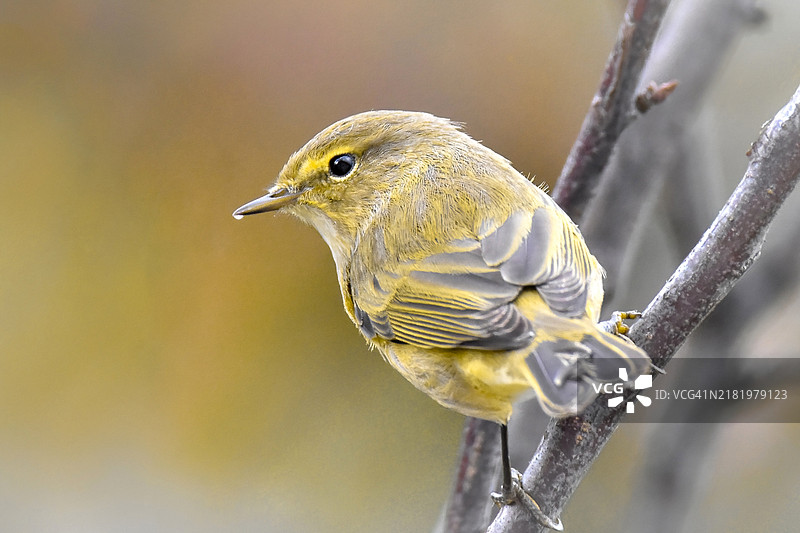 鸣禽栖息在树枝上的特写镜头图片素材