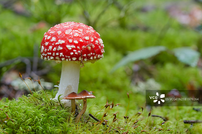 苍蝇伞蘑菇的特写镜头图片素材