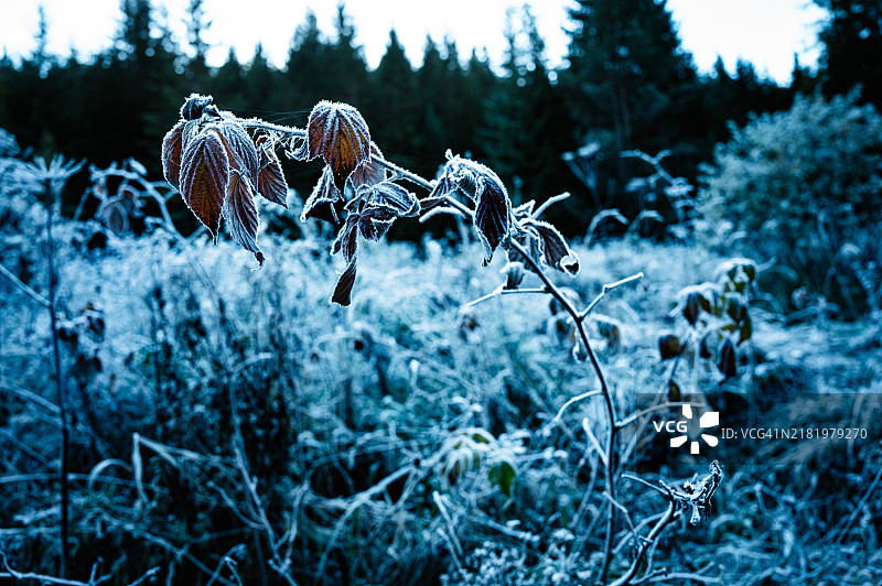斯洛伐克田野上冰冻植物的特写图片素材