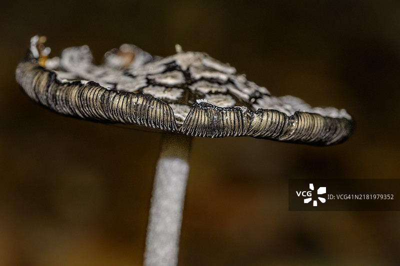 丹麦硬币特写图片素材