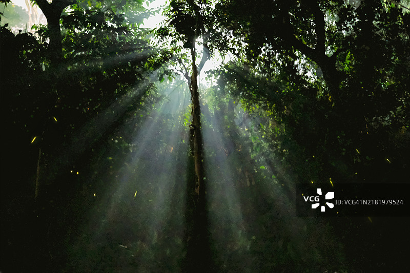 低角度视图，阳光透过森林中的树木洒下光线图片素材