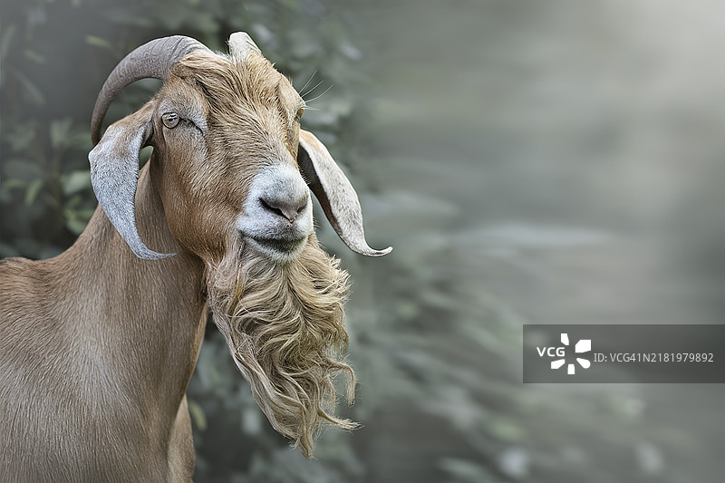 羊的特写镜头图片素材