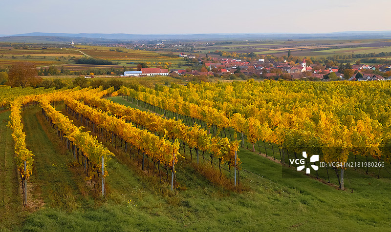 葡萄园与天空的美丽景色图片素材
