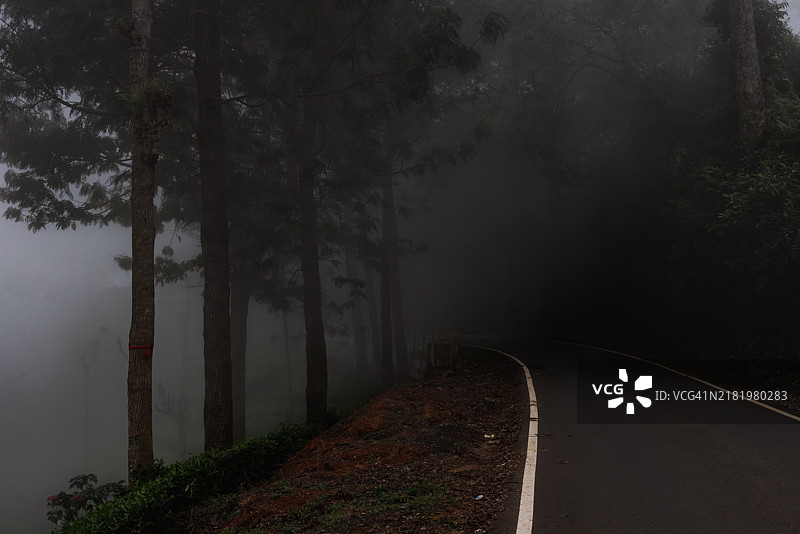 树木间的空旷道路图片素材