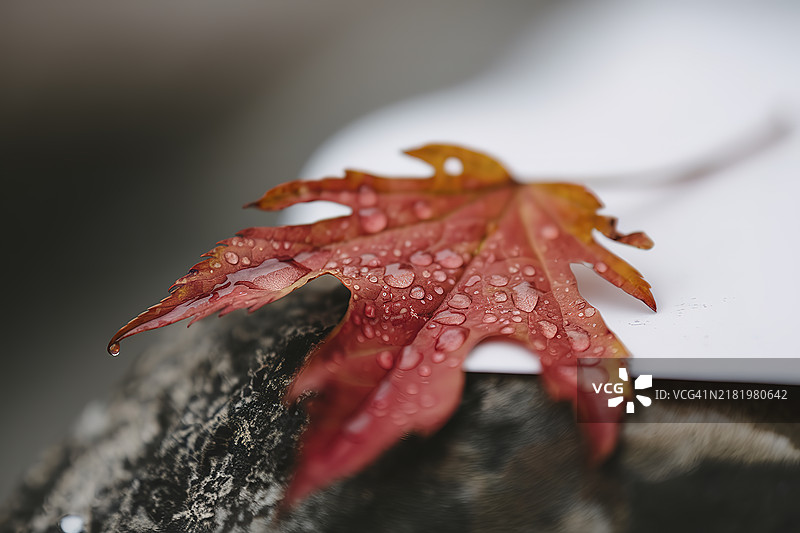 一片覆盖着水滴的红色秋叶，比利时，Belgium图片素材