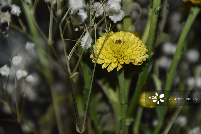 黄色花朵的特写镜头图片素材