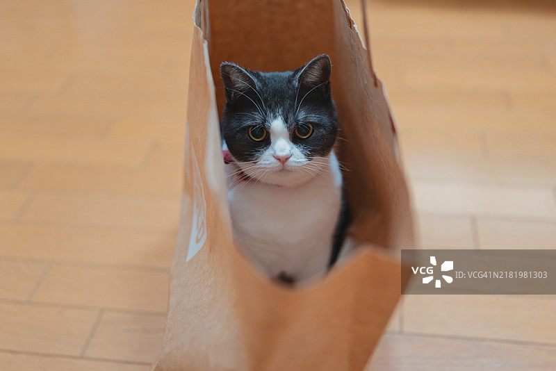 猫的特写肖像图片素材