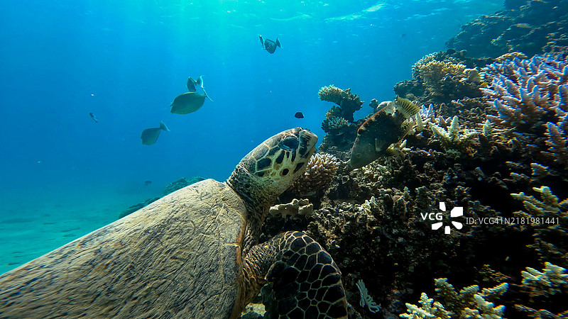水下游动的鱼的特写镜头图片素材