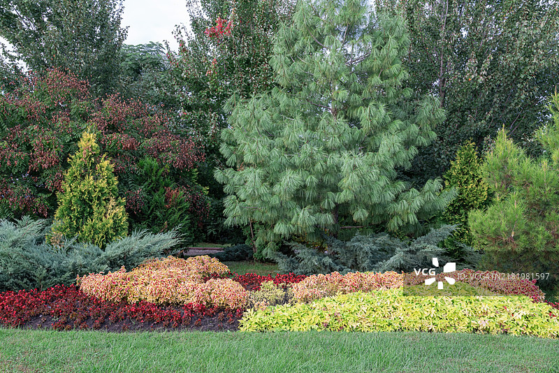 色彩斑斓的秋季景观，公园中生机勃勃的树叶图片素材