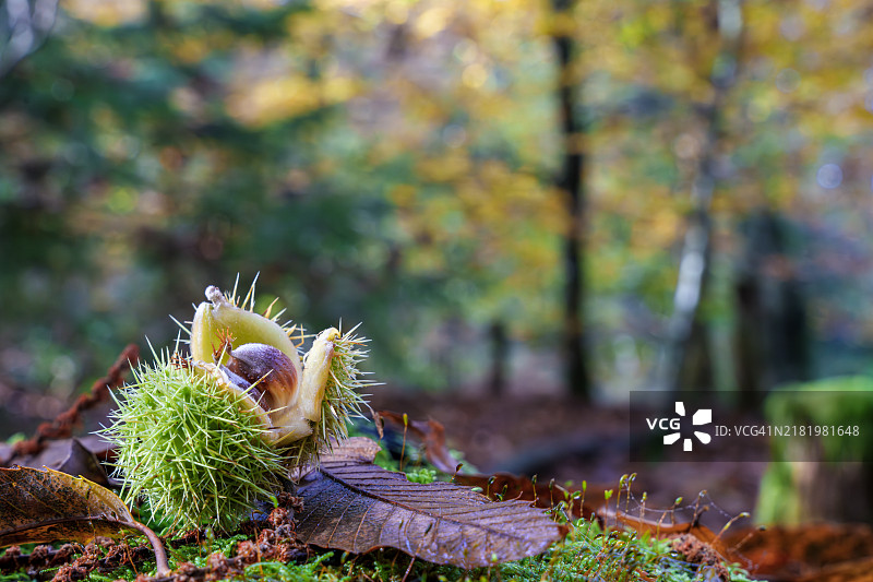 田野上生长的蘑菇特写图片素材