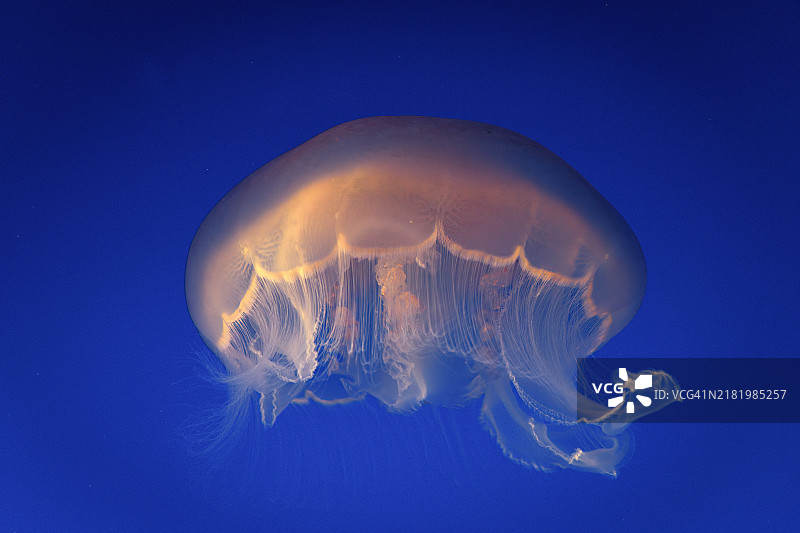 月亮水母图片素材