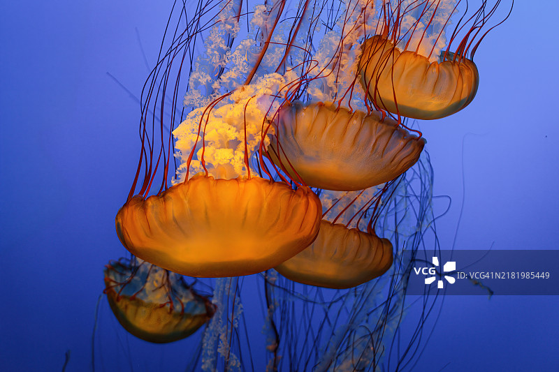 太平洋海荨麻（霞水母）图片素材