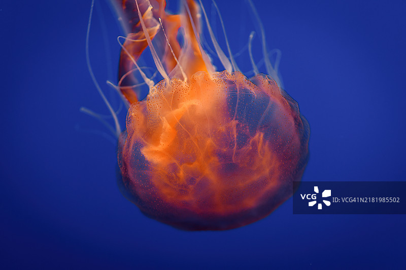 黑海荨麻水母（Chrysaora achlyos）图片素材