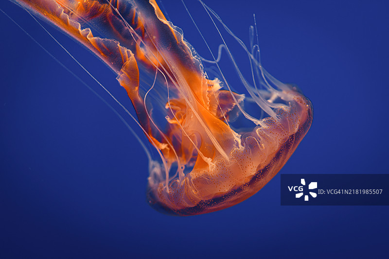 黑海荨麻水母（Chrysaora achlyos）图片素材