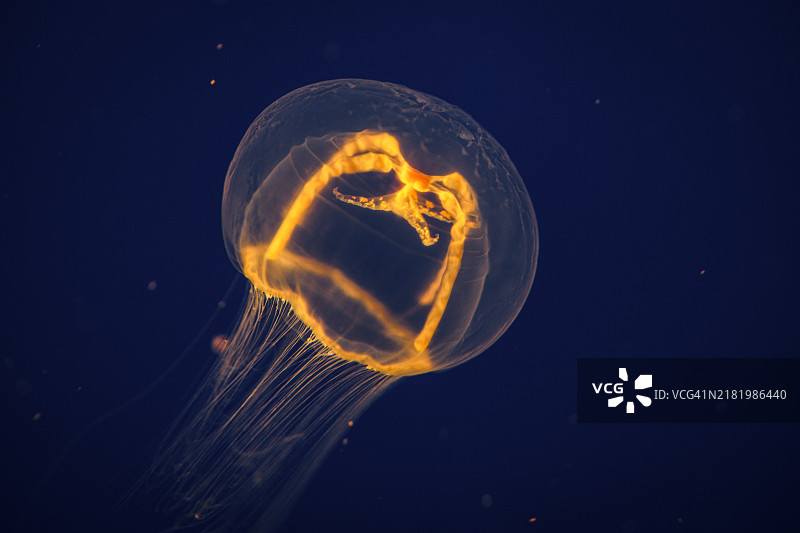 十字水母（蜂窝水母）图片素材