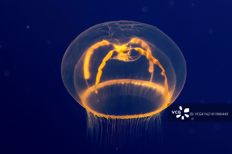 十字水母（蜂窝水母）图片素材