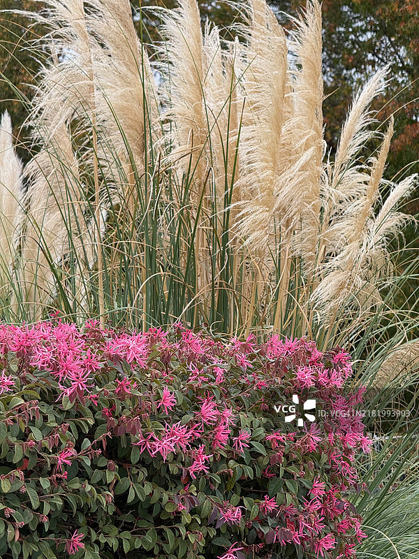 2024年秋季在北乔治亚的潘帕斯草和中国 fringe 花（中国金缕梅）图片素材