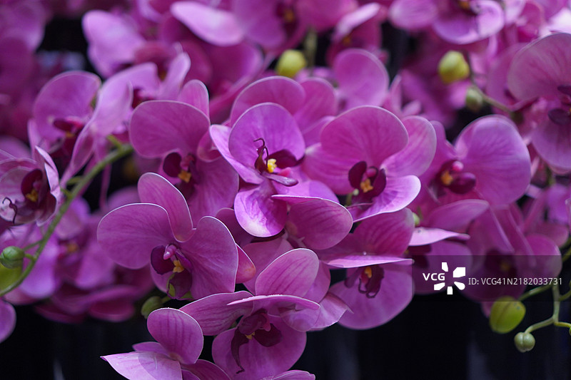 粉色和紫色的兰花（兰科，石斛属，蝴蝶兰）美丽的花束，背景模糊。图片素材