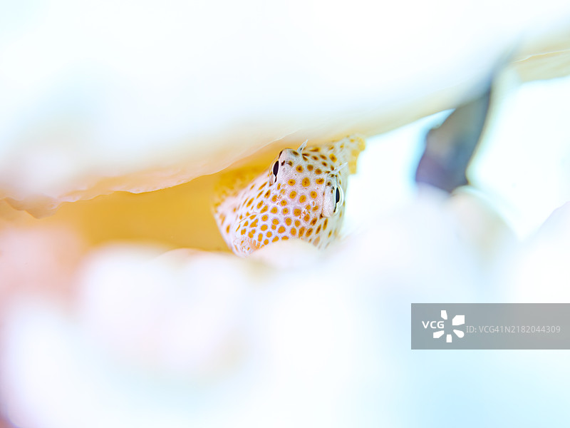 美丽的桌状珊瑚和可爱的幼年豹鳚鱼（Exallias brevis）等。由于持续的高海水温度，珊瑚白化现象正在发生。地点：日本静冈县南伊豆伊豆半岛的平藏滨海滩。- 2024年。图片素材