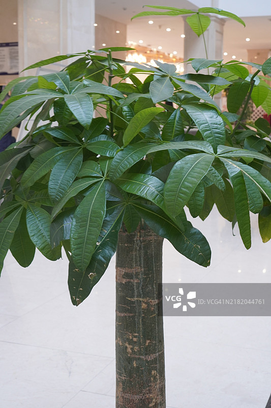 人造树木图片素材