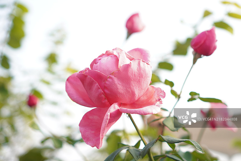 粉色玫瑰花图片素材