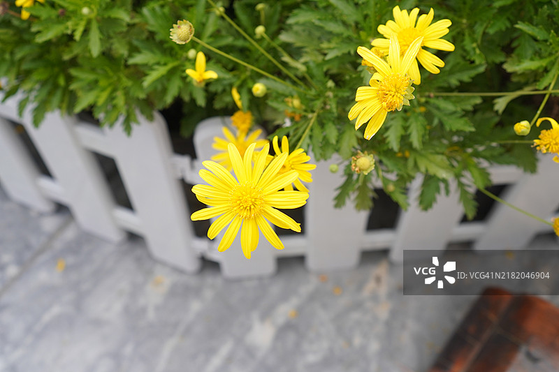 切割菊花，加拿大金菊，菊科，春季盛开的白色二年生花卉，背景模糊的自然景观。图片素材