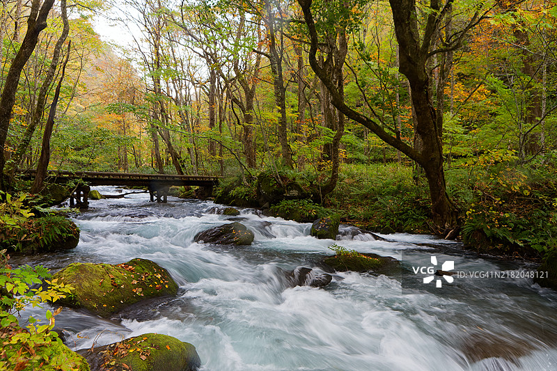 小桥横跨溪流，美丽的红枫林图片素材