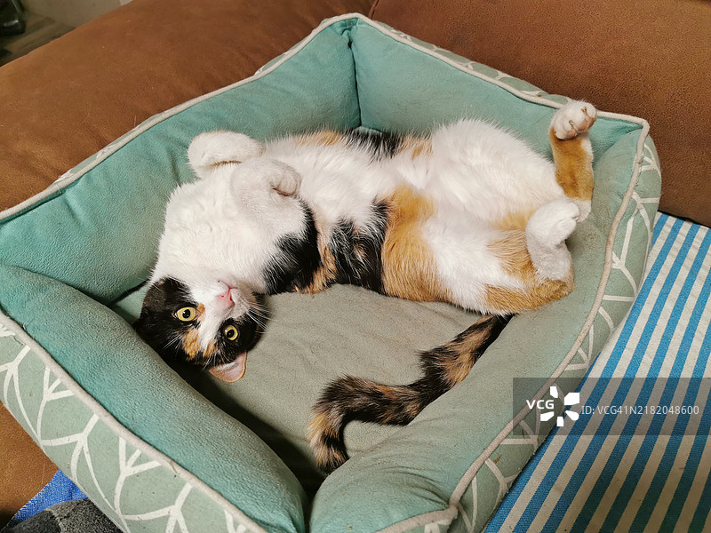 猫躺在篮子里，背部朝上图片素材