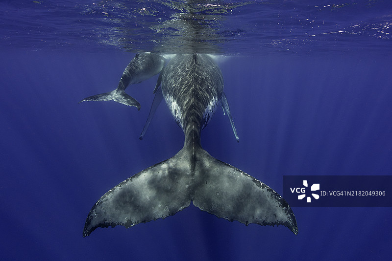 座头鲸和她的小鲸鱼的尾鳍视角。图片素材